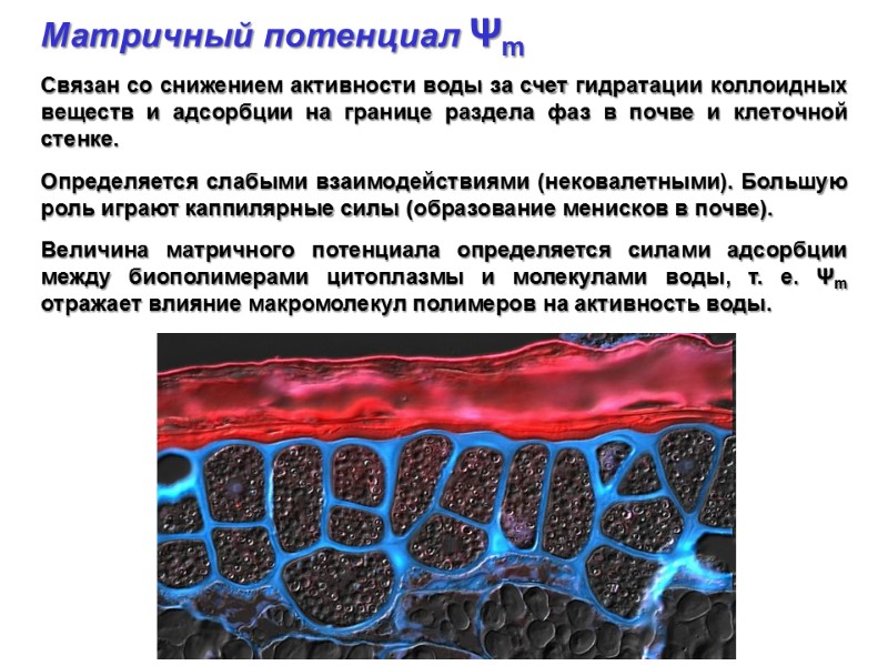 Матричный потенциал Ψm   Связан со снижением активности воды за счет гидратации коллоидных